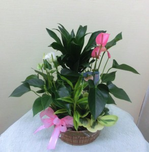 飛騨杉の皮を土の代わりに使った寄せ植え(2)