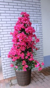 【花鉢】大きなブーゲンビリア01
