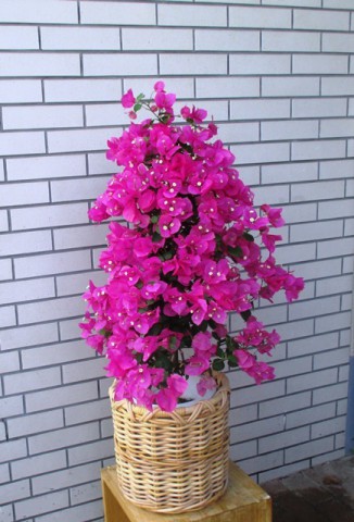 【花鉢】大きなブーゲンビリア03