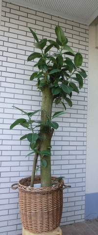 【観葉植物】大きな大きなゴムの木