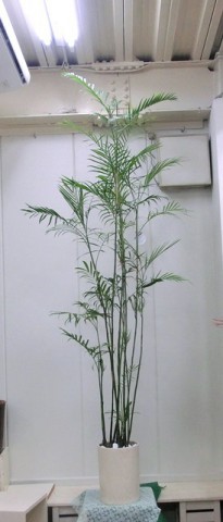 【観葉植物】とっても背の高い「セフリジー」01