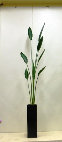 【観葉植物】背の高いストレチア