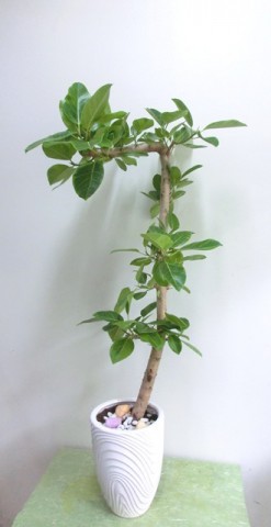【観葉植物】変わった形のゴムの木「フィカス・アルテシーマ」01