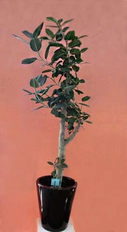 【観葉植物】長命と豊饒（ほうじょう）の木「フィカス・ベンガレンシス」