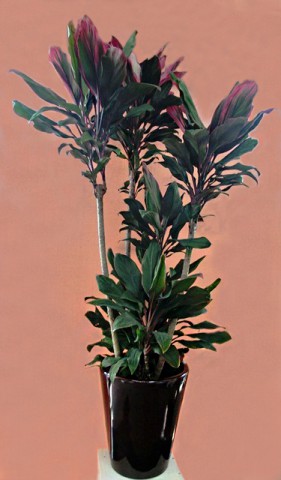 【観葉植物】非常に珍しい品種「ボレロ」をお祝いのプレゼントに。