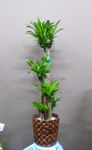 【観葉植物】大型新種「ドラセナ・マッサンゲアナ」