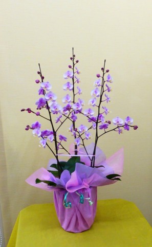 【胡蝶蘭】立姿が美しい可愛いピンク色のミニコチョウラン「リトルスプリング」