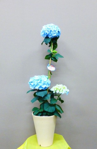 【花鉢】母の日ギフトにオランダで育成された花色が変わるユニークなブルーのアジサイ「カメレオン・ハイドランジア」