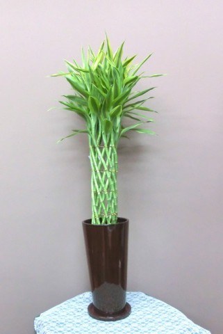 【観葉植物】幸せをよぶ幸運の竹「サンデリアーナ」