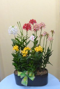 花のお歳暮 いろいろなエピデンドラム