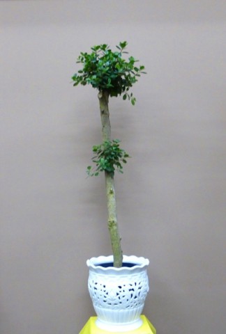 【観葉植物】透かし彫りの器と小葉のガジュマルパンダ01