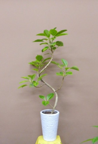 【観葉植物】父の日に観葉植物を贈ろう、ゴムの木「アルテシーマ」