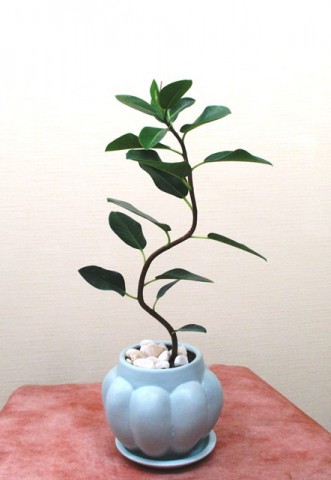 【観葉植物】小さい小さいフランスゴムの木
