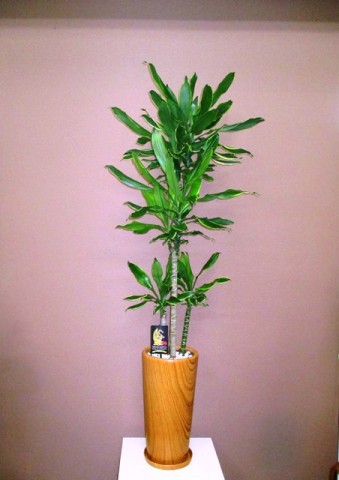 【観葉植物】木目調の器にドラセナゴールドコースト