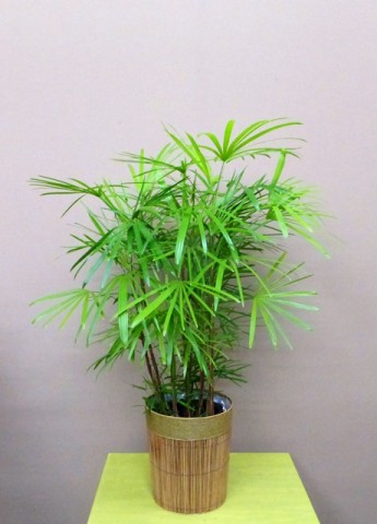 【観葉植物】雲南棕櫚竹(ウンナンシュロチク)～和風の食堂のオープンに