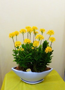 【洋ラン】お祝いにエピデンドラム「月のうさぎ」その2