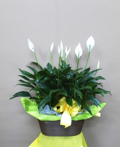【花鉢】夏の贈り物・スパティフィラムの寄せ植え
