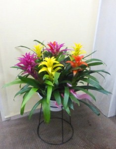 【花鉢】カラフルな大きなグズマニア01