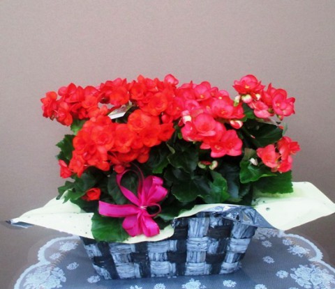 【花鉢】いろんな色のベゴニア02