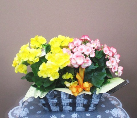 【花鉢】いろんな色のベゴニア01