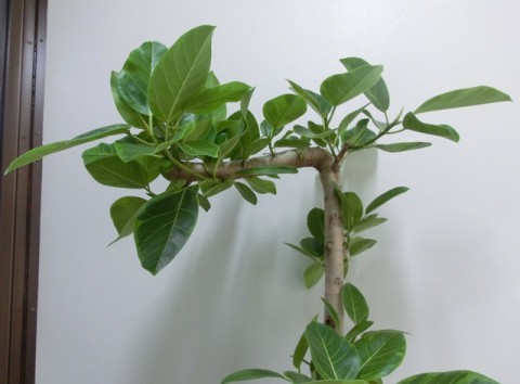 【観葉植物】変わった形のゴムの木「フィカス・アルテシーマ」02