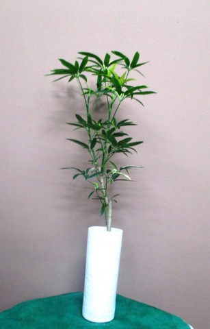 【観葉植物】スマートで涼しげ、お家にも飾れる植物01