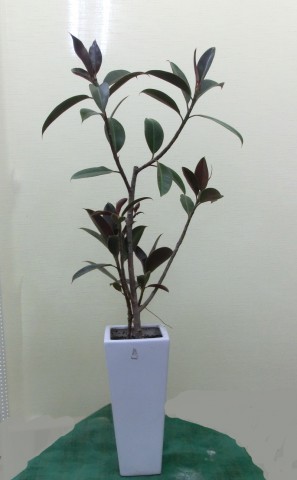 【観葉植物】おしゃれなゴムの木「フィカス・メラニー」