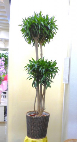 【観葉植物】グリーンが2段の30号鉢の大きなドラセナ・ソングオブジャマイカ