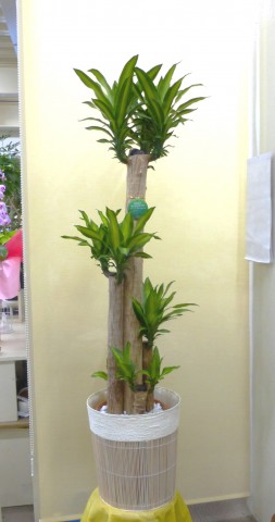 【観葉植物】新築祝いに幹の太い幸福の木「ドラセナ・マッサンギアナ」